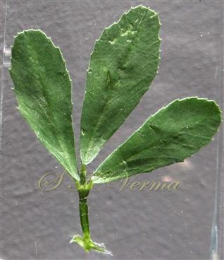  Leaf
